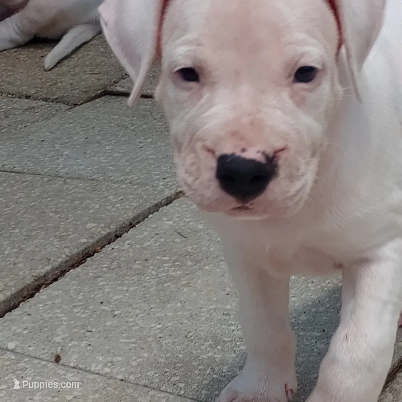 Ultimate Predator – Dogo Argentino puppy for sale in Panama City Beach, FL