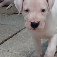 Ultimate Predator, a male Dogo Argentino for sale in Panama City Beach, FL – 1 of 10