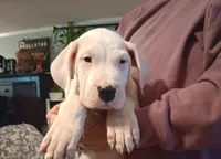 Avalanche , a male Dogo Argentino for sale in Panama City Beach, FL – 3 of 10