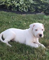 White Sniper, a female Dogo Argentino for sale in Panama City Beach, FL – 6 of 6