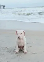 Avalanche , a male Dogo Argentino for sale in Panama City Beach, FL – 6 of 10