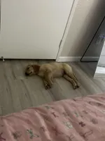 Honey, a female Golden Retriever for sale in Riverside, CA – Photo 3 of 6