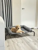 Honey, a female Golden Retriever for sale in Riverside, CA – Photo 6 of 6