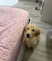 Honey, a female Golden Retriever for sale in Riverside, CA – Photo 2 of 6