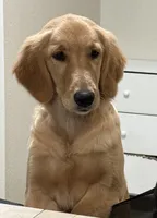 Honey, a female Golden Retriever for sale in Riverside, CA – Photo 4 of 6