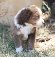 Jasime , a female Miniature Australian Shepherd and Miniature American Shepherd for sale in Reno, NV – 2 of 8