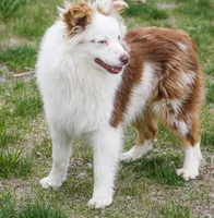 Jasime , a female Miniature Australian Shepherd and Miniature American Shepherd for sale in Reno, NV – 7 of 8