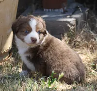 Jasime , a female Miniature Australian Shepherd and Miniature American Shepherd for sale in Reno, NV – 4 of 8