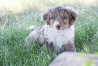 Charles, a male Miniature Aussiedoodle for sale in Reno, NV – 3 of 4