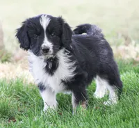 Cody, a male Miniature Aussiedoodle for sale in Reno, NV – 1 of 6