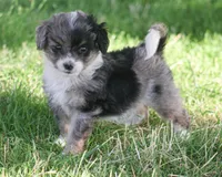 Ernie, a male Miniature Aussiedoodle for sale in Reno, NV – Photo 6 of 6
