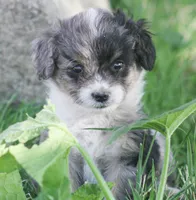 Ernie, a male Miniature Aussiedoodle for sale in Reno, NV – Photo 3 of 6
