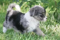 Ernie, a male Miniature Aussiedoodle for sale in Reno, NV – Photo 2 of 6