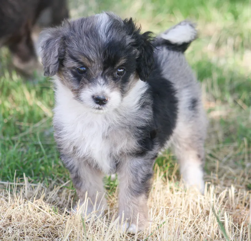 Ernie, a male Miniature Aussiedoodle for sale in Reno, NV – Photo 1 of 6