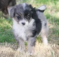 Ernie, a male Miniature Aussiedoodle for sale in Reno, NV – Photo 1 of 6
