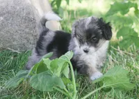 Ernie, a male Miniature Aussiedoodle for sale in Reno, NV – Photo 5 of 6