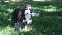 Eric, a male Aussiedoodle and Miniature Aussiedoodle for sale in Reno, NV – 7 of 8