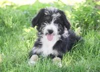 Eric, a male Aussiedoodle and Miniature Aussiedoodle for sale in Reno, NV – 4 of 8