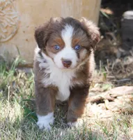 Jasime , a female Miniature Australian Shepherd and Miniature American Shepherd for sale in Reno, NV – 1 of 8