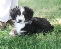 Eric, a male Aussiedoodle and Miniature Aussiedoodle for sale in Reno, NV – 2 of 3