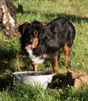Jemma, a female Miniature Australian Shepherd and Miniature American Shepherd for sale in Reno, NV – 3 of 5