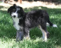 Eric, a male Aussiedoodle and Miniature Aussiedoodle for sale in Reno, NV – 6 of 8