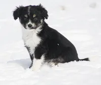 Jack, a male Miniature Aussiedoodle for sale in Reno, NV – Photo 3 of 4