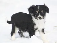 Jack, a male Miniature Aussiedoodle for sale in Reno, NV – Photo 2 of 4