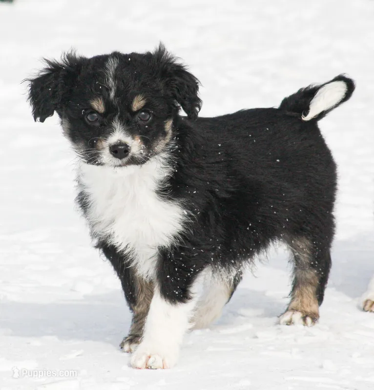 Jack – Miniature Aussiedoodle puppy for sale in Reno, NV