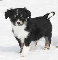 Jack, a male Miniature Aussiedoodle for sale in Reno, NV – Photo 1 of 4