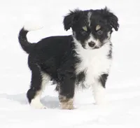 Jack, a male Miniature Aussiedoodle for sale in Reno, NV – Photo 4 of 4