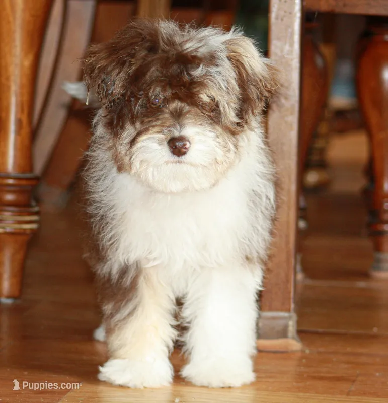 Andy – Miniature Aussiedoodle puppy for sale in Reno, NV