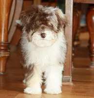 Andy, a male Miniature Aussiedoodle for sale in Reno, NV – Photo 1 of 3