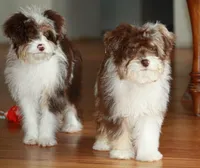 Andy, a male Miniature Aussiedoodle for sale in Reno, NV – Photo 3 of 3