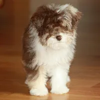 Andy, a male Miniature Aussiedoodle for sale in Reno, NV – Photo 2 of 3