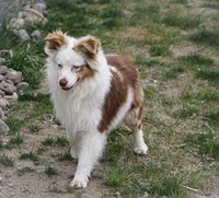 Jasime , a female Miniature Australian Shepherd and Miniature American Shepherd for sale in Reno, NV – 8 of 8