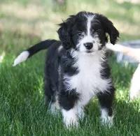Eli, a male Aussiedoodle and Miniature Aussiedoodle for sale in Reno, NV – 4 of 4