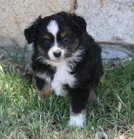 Jessie, a female Miniature Australian Shepherd and Miniature American Shepherd for sale in Reno, NV – 1 of 7