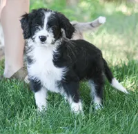 Eli, a male Aussiedoodle and Miniature Aussiedoodle for sale in Reno, NV – 3 of 4