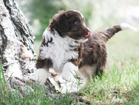 Curtis, a male Miniature Aussiedoodle for sale in Reno, NV – 2 of 3