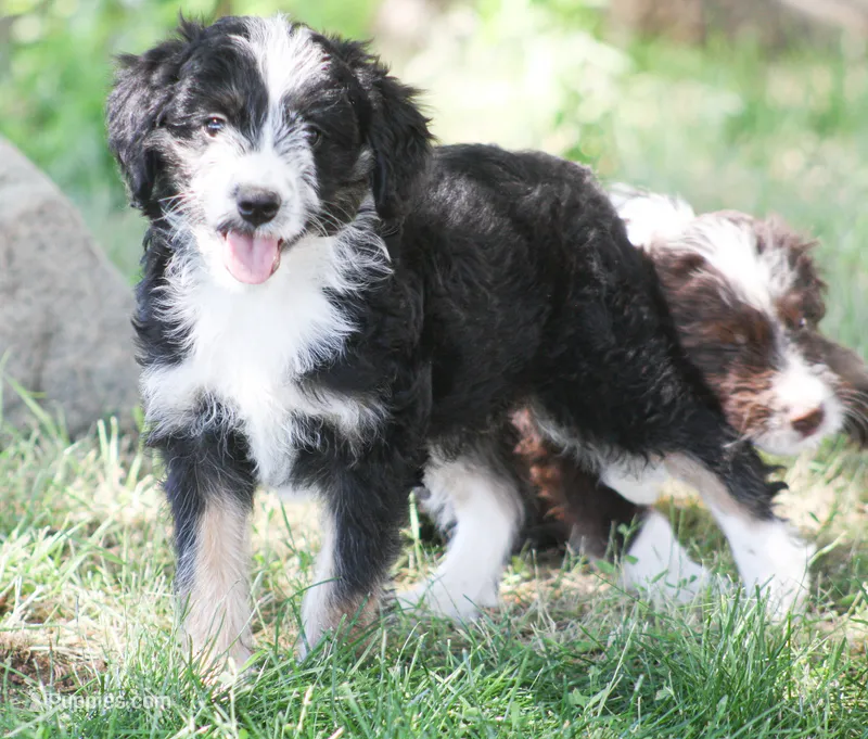 Eric – Aussiedoodle, Miniature Aussiedoodle puppy for sale in Reno, NV