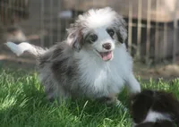 Esme, a female Miniature Aussiedoodle for sale in Reno, NV – Photo 4 of 4
