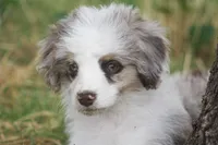 Esme, a female Miniature Aussiedoodle for sale in Reno, NV – Photo 3 of 4