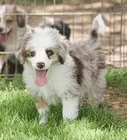Esme, a female Miniature Aussiedoodle for sale in Reno, NV – Photo 2 of 4