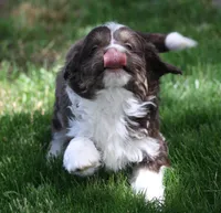 Curtis, a male Miniature Aussiedoodle for sale in Reno, NV – 3 of 3