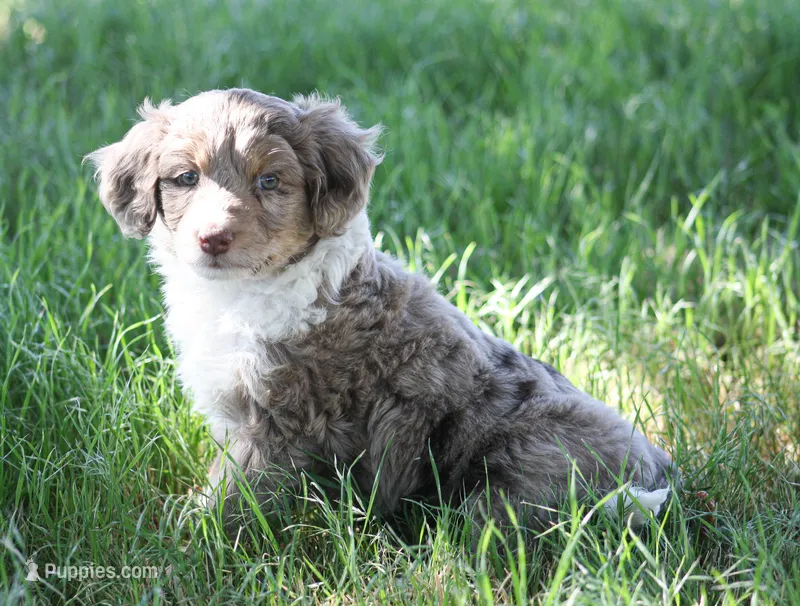 Charles – Miniature Aussiedoodle puppy for sale in Reno, NV