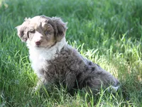 Charles, a male Miniature Aussiedoodle for sale in Reno, NV – 1 of 4