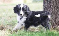 Cody, a male Miniature Aussiedoodle for sale in Reno, NV – 5 of 6