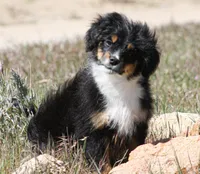 Jerry, a male Miniature Aussiedoodle for sale in Reno, NV – Photo 2 of 3