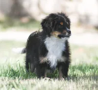 Jerry, a male Miniature Aussiedoodle for sale in Reno, NV – Photo 1 of 3